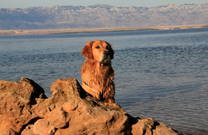 Hund am Strand in Kroatien