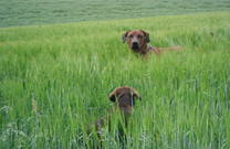 Hund in einer Landschaft in Kroatien