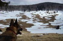 Hund im Nationalpark