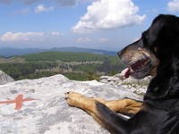 Hund im Nationalpark in Kroatien