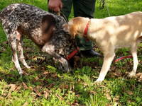 Trüffeltage Livade - Demo Trüffelsuche