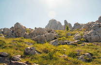 Tulove Grede in Kroatien