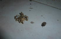 Ungeziefer in der Ferienwohnung