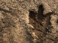 Nationalpark Brijuni - Dinosaurier