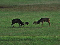 Nationalpark Brijuni - Tierwelt Hirsche