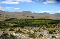 Vegetation auf den Kornaten, Kroatien