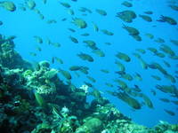 Tauchen & Schnorcheln, Kornaten