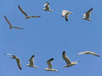 Fauna, Nationalpark Mljet