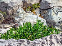 Flora, Nationalpark Mljet