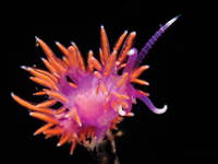 Unterwasserwelt, Nationalpark Mljet