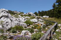 Nationalpark Nord-Velebit - Botanischer Garten