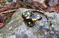 Echse, Nationalpark Paklenica