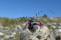 Fauna im Nationalpark Paklenica