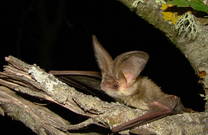 Fledermaus im Nationalpark Paklenica