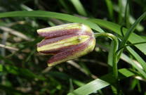 Blumen im Nationalpark Paklenica