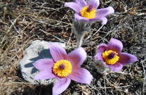 Flora im Nationalpark Paklenica