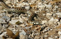 Schlange im Nationalpark Paklenica
