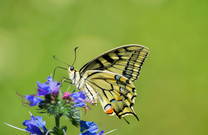 Schmetterling im Nationalpark Paklenica
