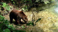 NP Plitvicer Seen, Braunbär