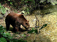 NP Plitvicer Seen, Braunbär