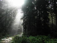 Nationalpark Plitvicer Seen, Flora