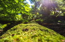 Flora, Nationalpark Risnjak, Kroatien