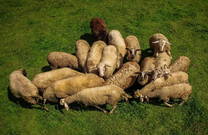 Schafe im Nationalpark Risnjak