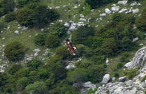 Adler im Naturpark Biokovo