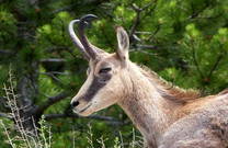 Bergziege im Naturpark Biokovo