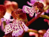 Flora im Naturpark Biokovo