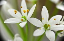 Flora im Naturpark Biokovo
