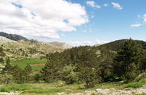 Wald im Naturpark Biokovo