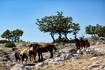 Pferde im Naturpark Biokovo