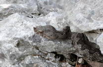 Schlange im Naturpark Biokovo