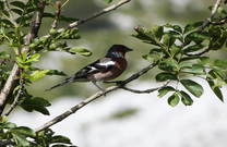 Vogel im Naturpark Biokovo, Kroatien