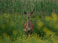 Reh im Naturpark Kopacki rit, Kroatien