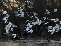 Vögel im Naturpark Kopacki rit, Kroatien