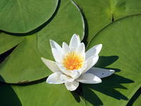 Vegetation im Naturpark Kopacki rit, Kroatien