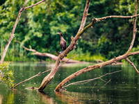 Vogelbeobachtung im Naturpark Kopacki rit, Kroatien