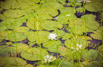 Pflanzen im Naturpark Kopacki rit, Kroatien