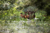 Tierwelt im Naturpark Kopacki rit, Kroatien
