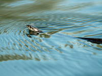 Weichtiere, Kopacki rit, Kroatien