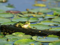 Amphibien, Kopacki rit, Kroatien