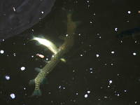 Fische, Kopacki rit, Kroatien