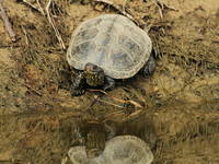 Reptilien, Kopacki rit, Kroatien