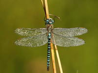 Insekten, Kopacki rit, Kroatien