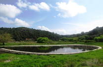 Mittelmeermöwe, Lastovo, Kroatien