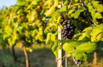 Weinrebe Lastovo, Kroatien