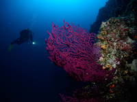Tauchen, Naturpark Lastovo, Kroatien