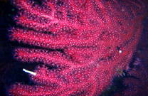 Koralle, Lastovo, Kroatien